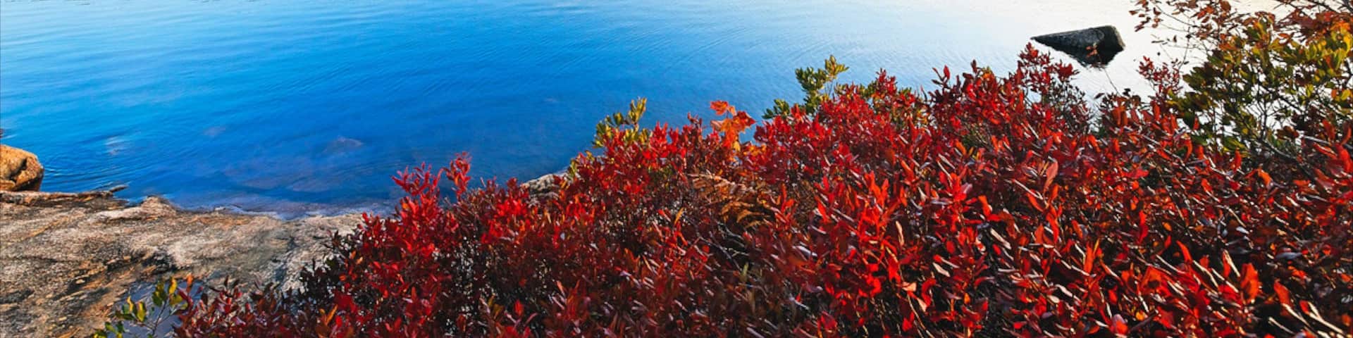 Bar Harbor montrant fleurs sauvages, panoramas et baie ou port