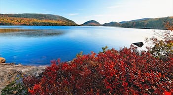 Bar Harbor mostrando paisagem, flores silvestres e uma baĂa ou porto