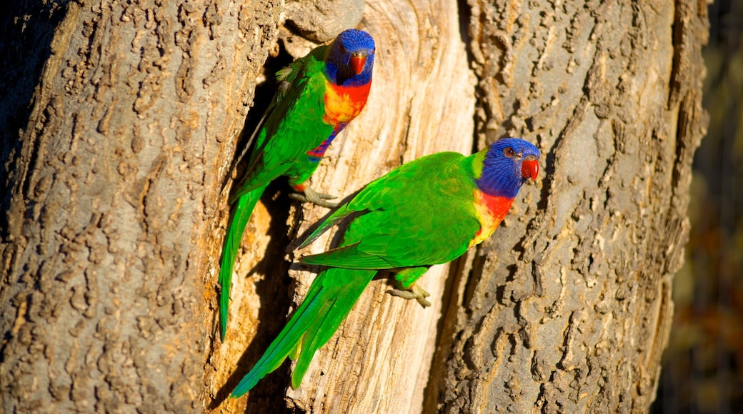 Adelaide Zoo showing bird life and zoo animals