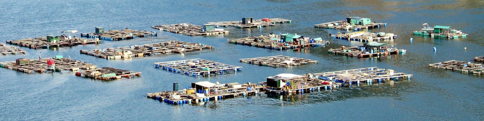 Lamma Island showing a coastal town