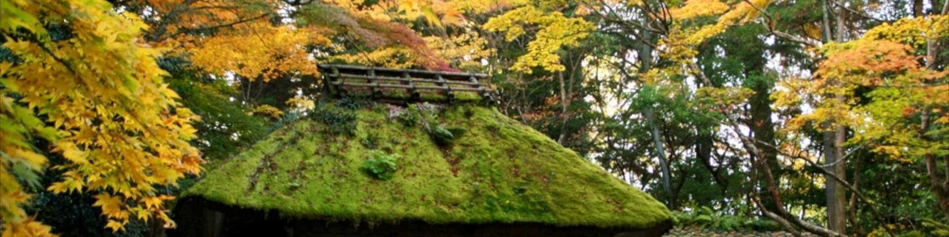 Honen-in Temple showing a temple or place of worship, religious aspects and autumn leaves