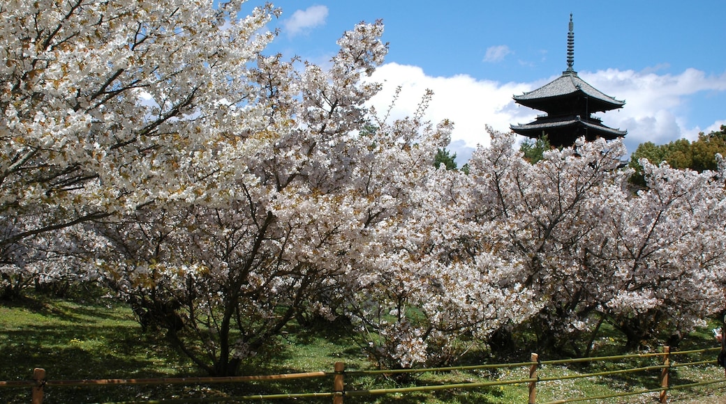 Kuvan toimittaja: City of Kyoto and Kyoto Tourism Council