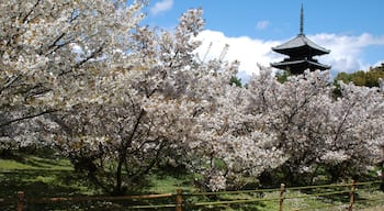 Tempio Ninnaji che include parco