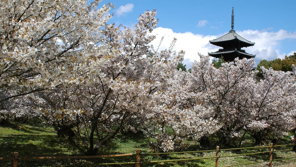 Ninnaji Temple featuring a park
