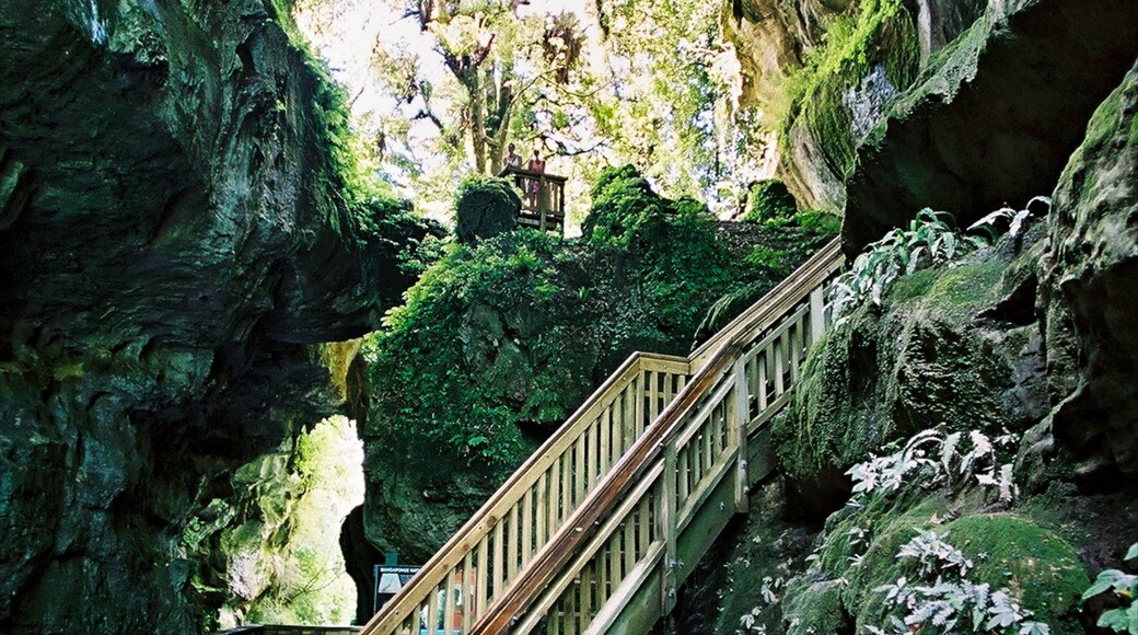 Photo fournie par The Mighty Waikato