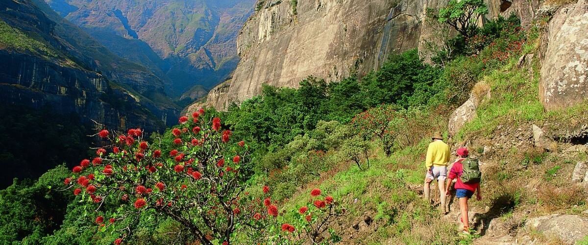 Drakensberg Mountains featuring flowers, hiking or walking and wildflowers
