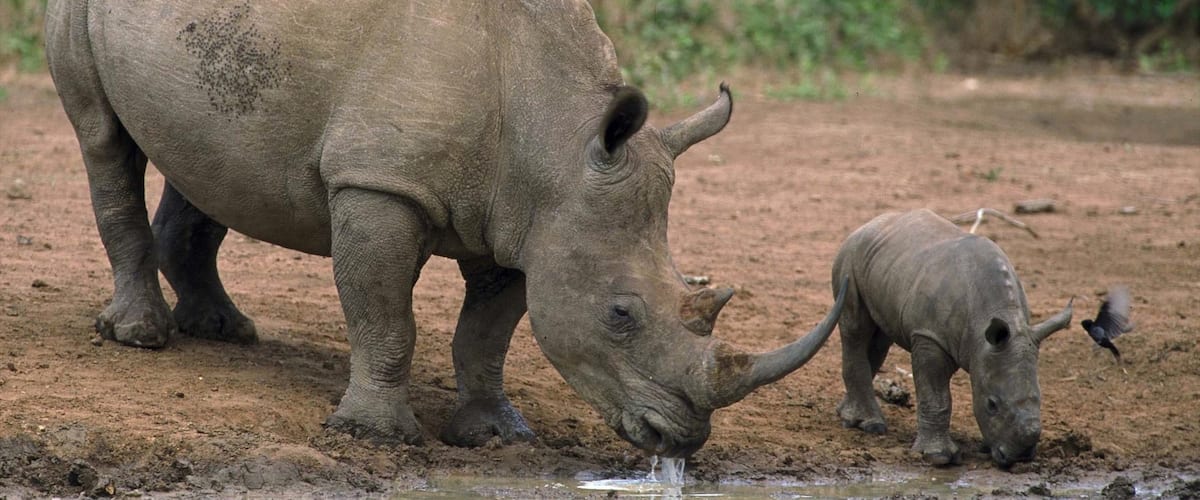 Hluhluwe que incluye animales terrestres y animales del zoológico