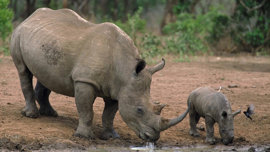 Hluhluwe che include animali da zoo e animali di terra