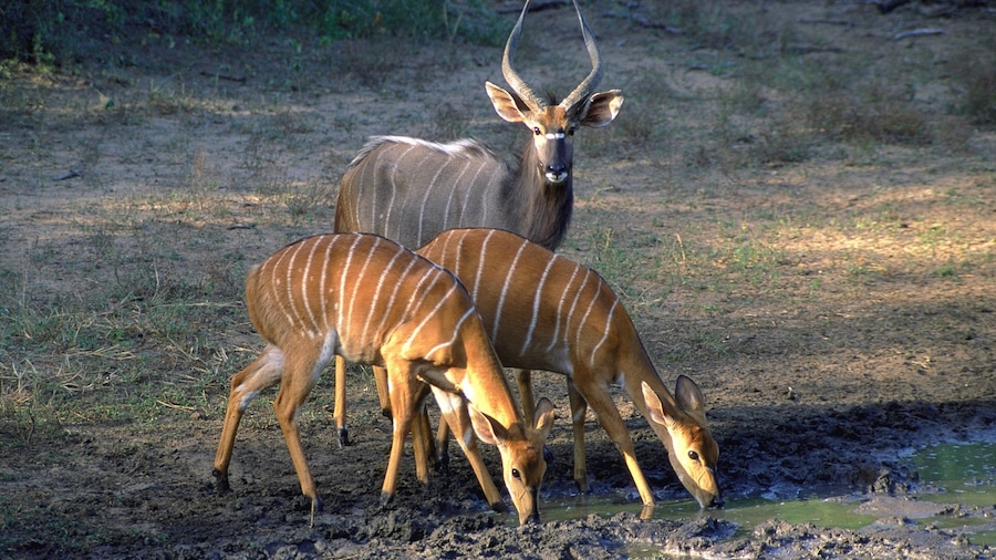 Mkuze bevat landdieren