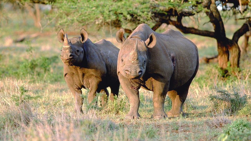 Mkuze which includes tranquil scenes and land animals