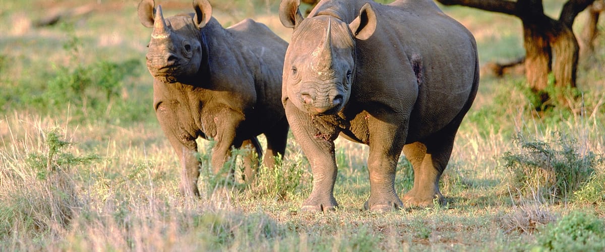 Mkuze showing tranquil scenes and land animals
