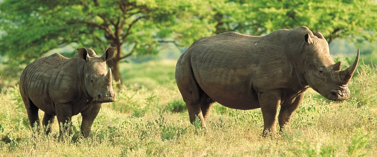 Mkuze showing land animals and tranquil scenes