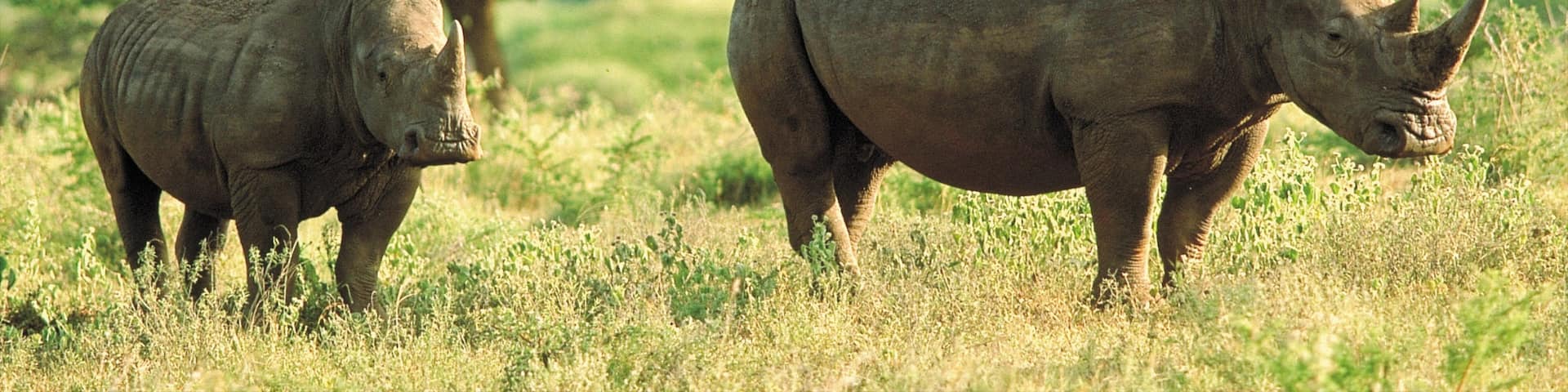 Mkuze, Jozini, KwaZulu-Natal, South Africa