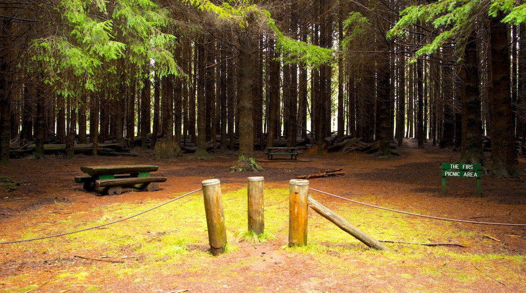 Distrito rural de Dungog