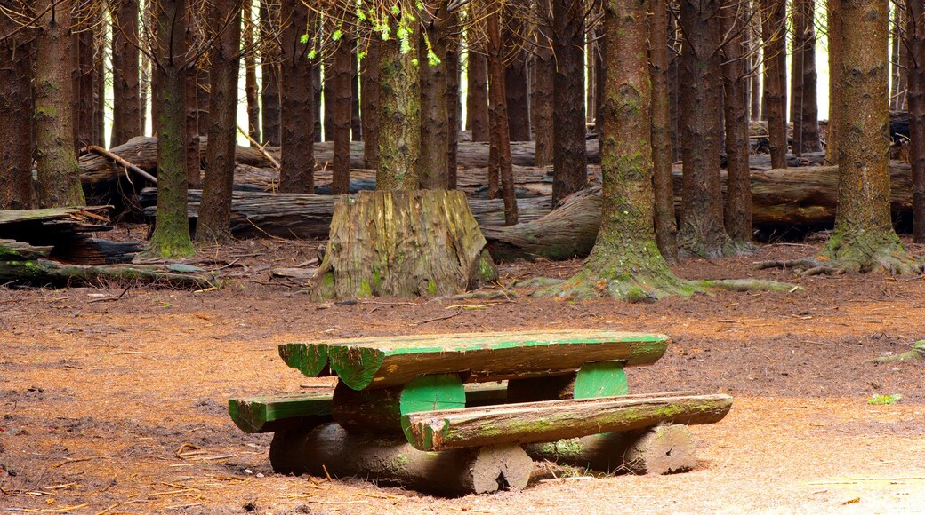 Distrito rural de Dungog