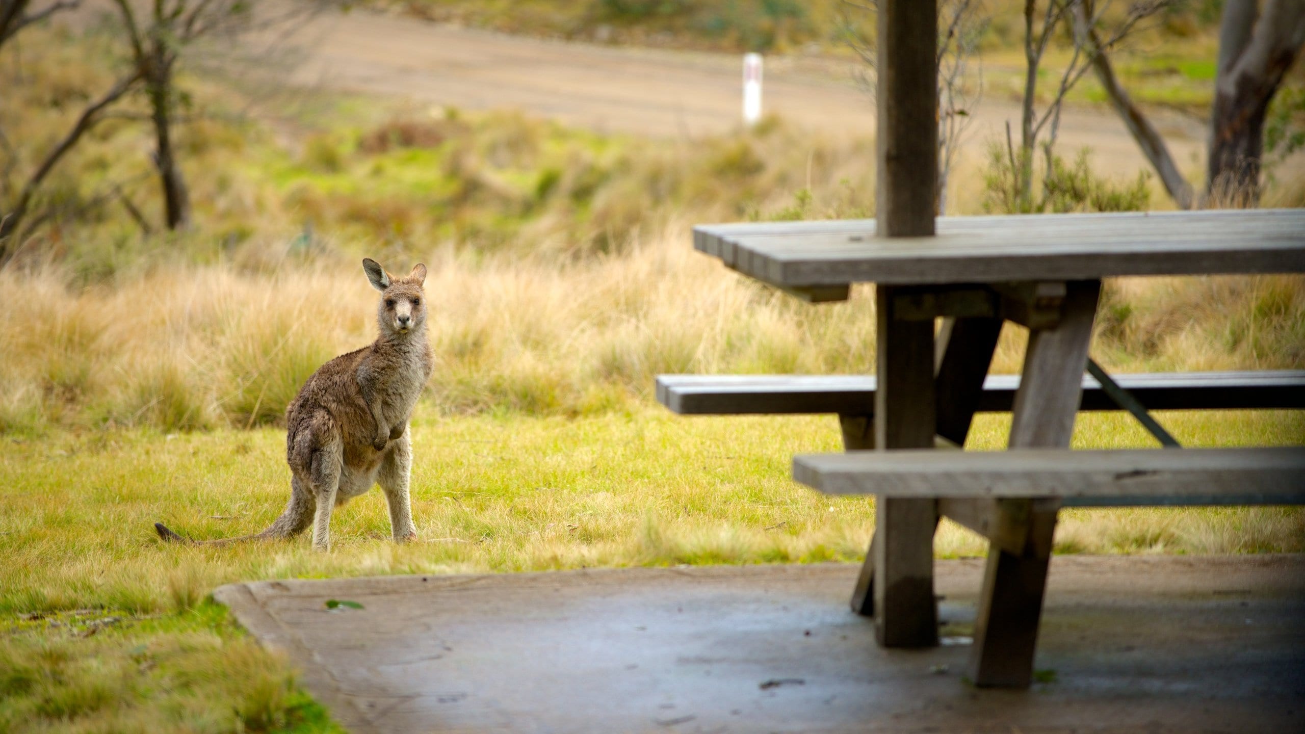 Barrington Tops -kansallispuisto featuring puisto ja maaeläimet