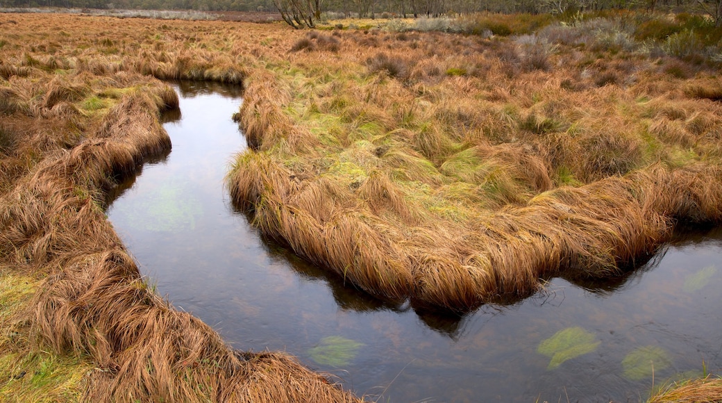 Barrington Tops National Park which includes a garden, a river or creek and tranquil scenes