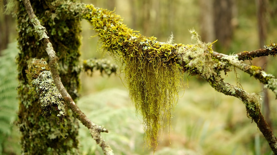 Parque Nacional Cumbres Barrington mostrando imágenes de bosques