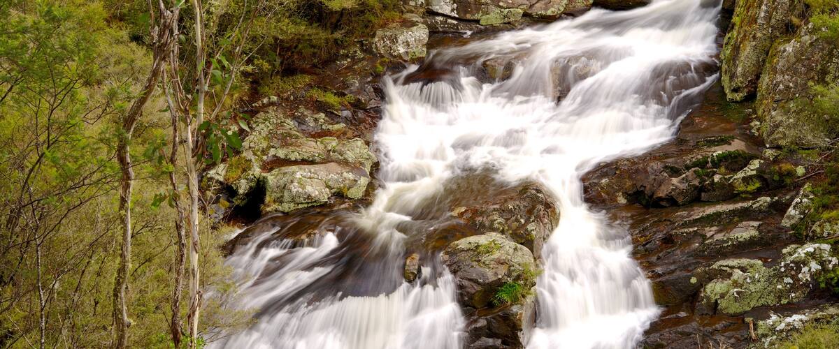 Barrington Tops National Park featuring rapids, a river or creek and forest scenes