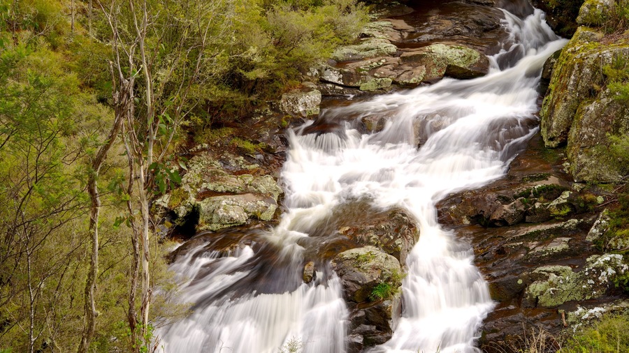 Barrington Tops Nationalpark som omfatter en flod eller et vandløb, skovområder og strømfald