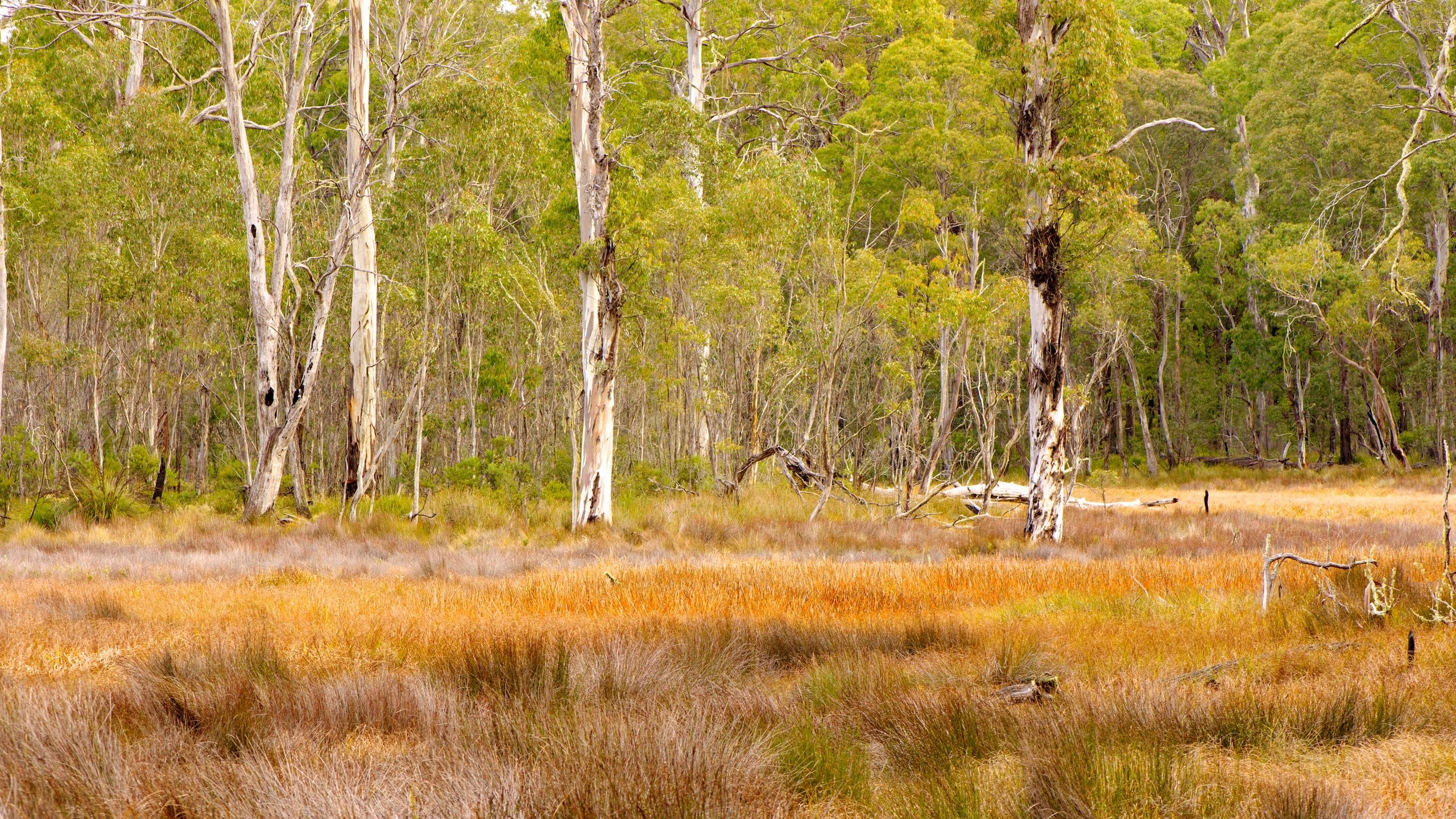 Barrington Tops -kansallispuisto joka esittää metsät, maisemat ja puisto