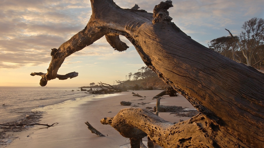 Big Talbot Island State Park showing a sunset, general coastal views and a sandy beach