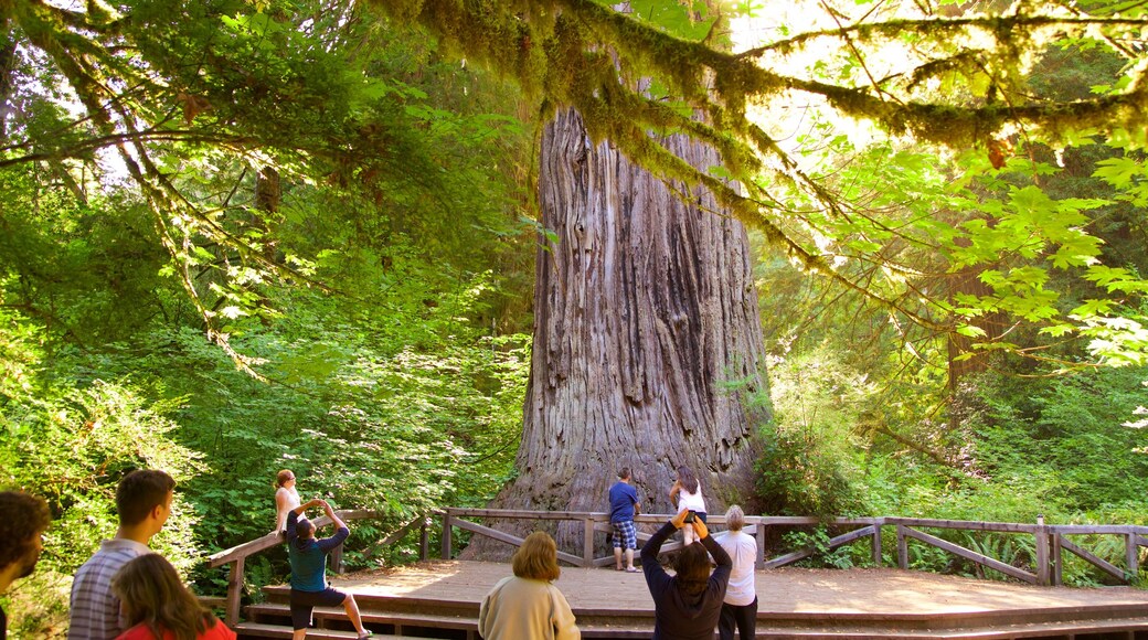 Big Tree Wayside