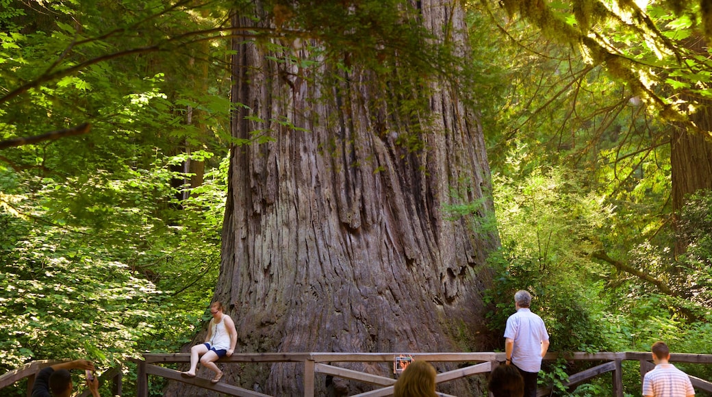 Big Tree Wayside