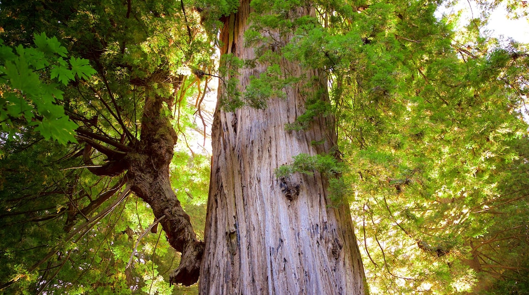 Big Tree Wayside