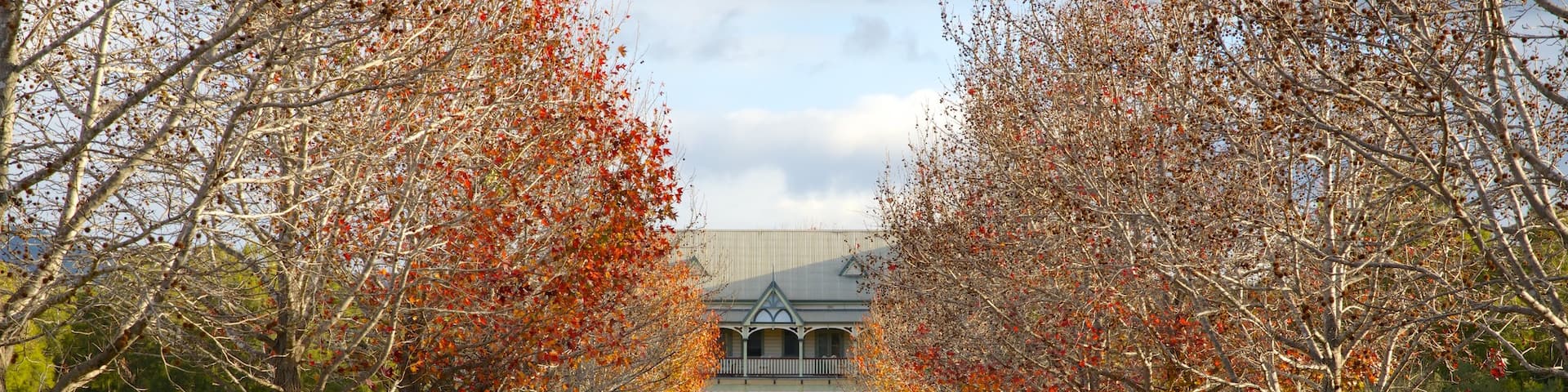 Pepper Tree Wines which includes autumn leaves