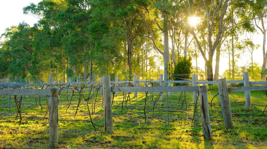Saddlers Creek Wines ofreciendo jardín y granja