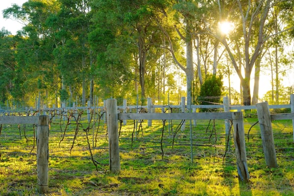 Saddlers Creek Wines showing a garden and farmland