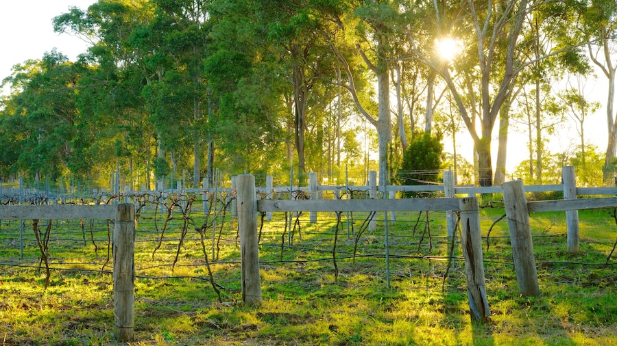 Saddlers Creek Wines bevat een tuin en akkerland