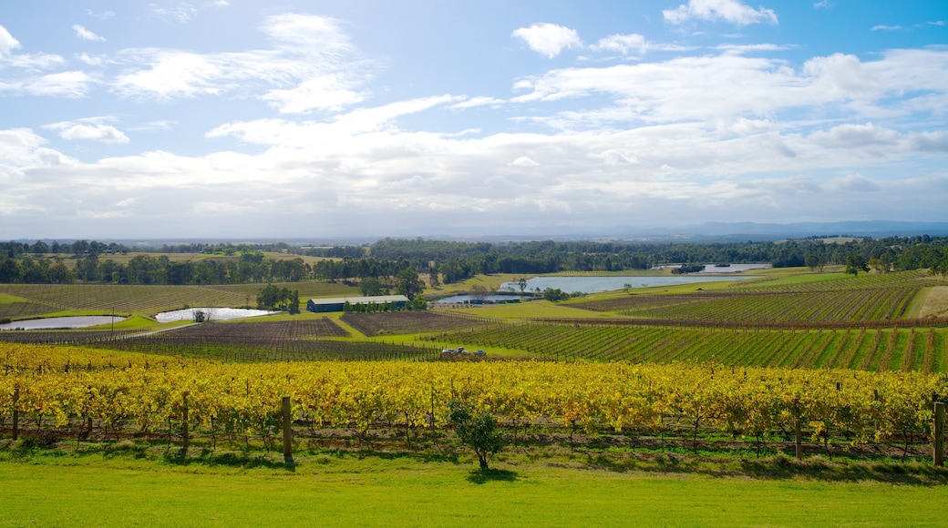 Audrey Wilkinson Vineyard showing landscape views and farmland