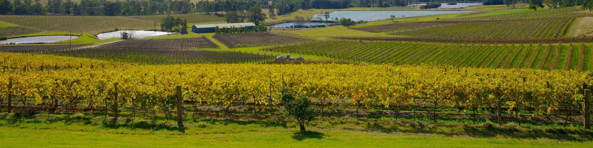 Audrey Wilkinson Vineyard showing landscape views and farmland