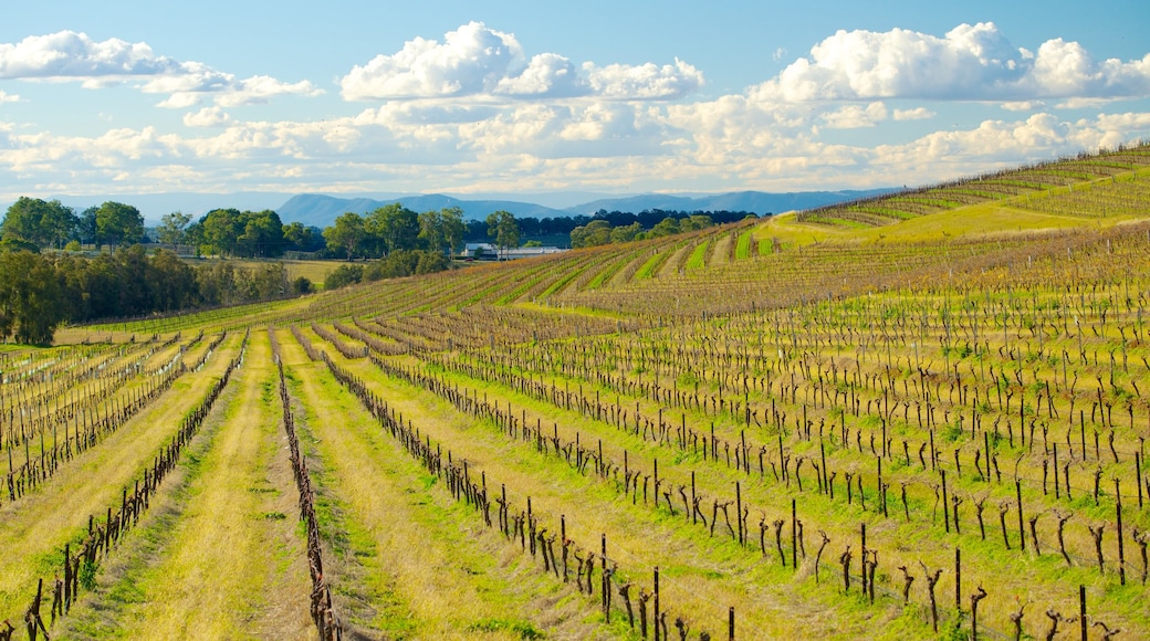 Pokolbin featuring landscape views and farmland