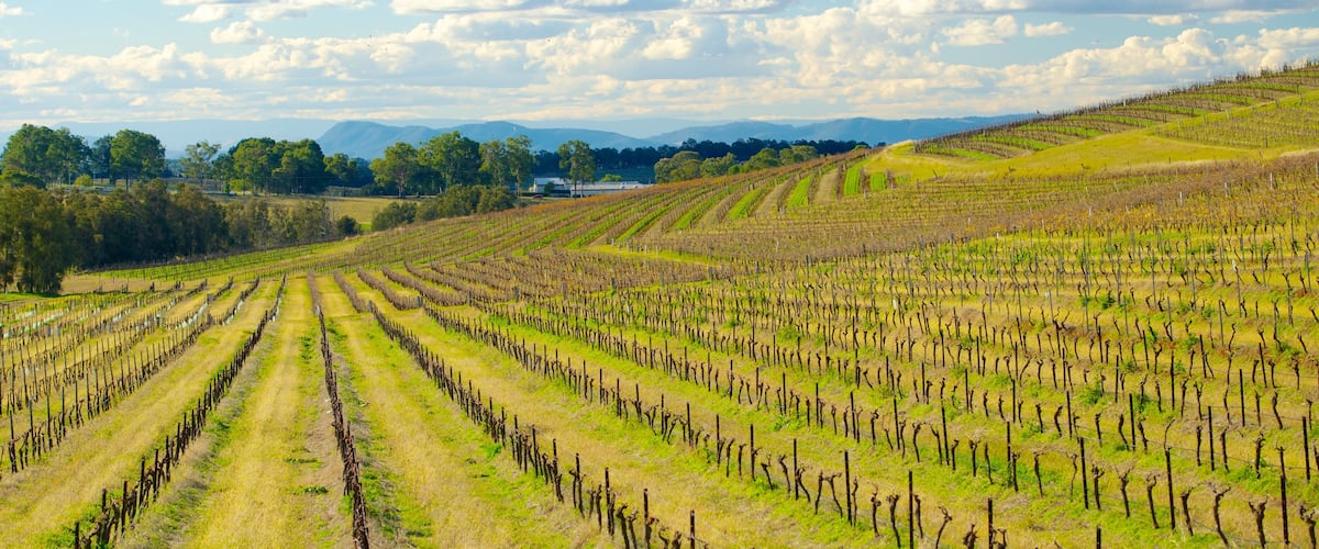 Pokolbin which includes farmland and landscape views