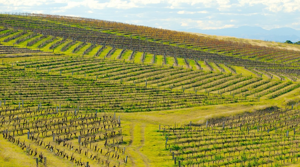 Pokolbin which includes landscape views and farmland