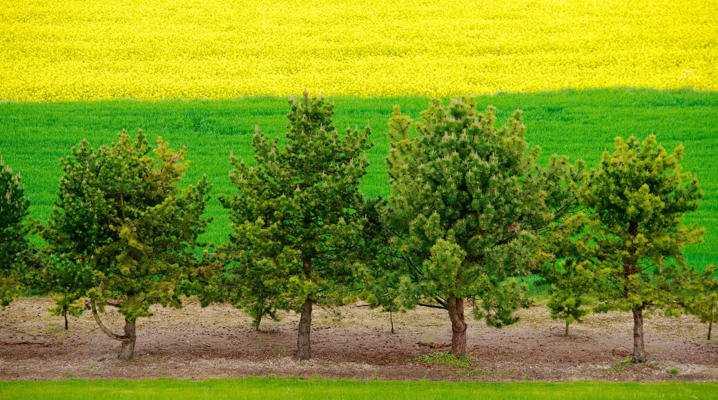 Villers-Bretonneux which includes tranquil scenes and wildflowers