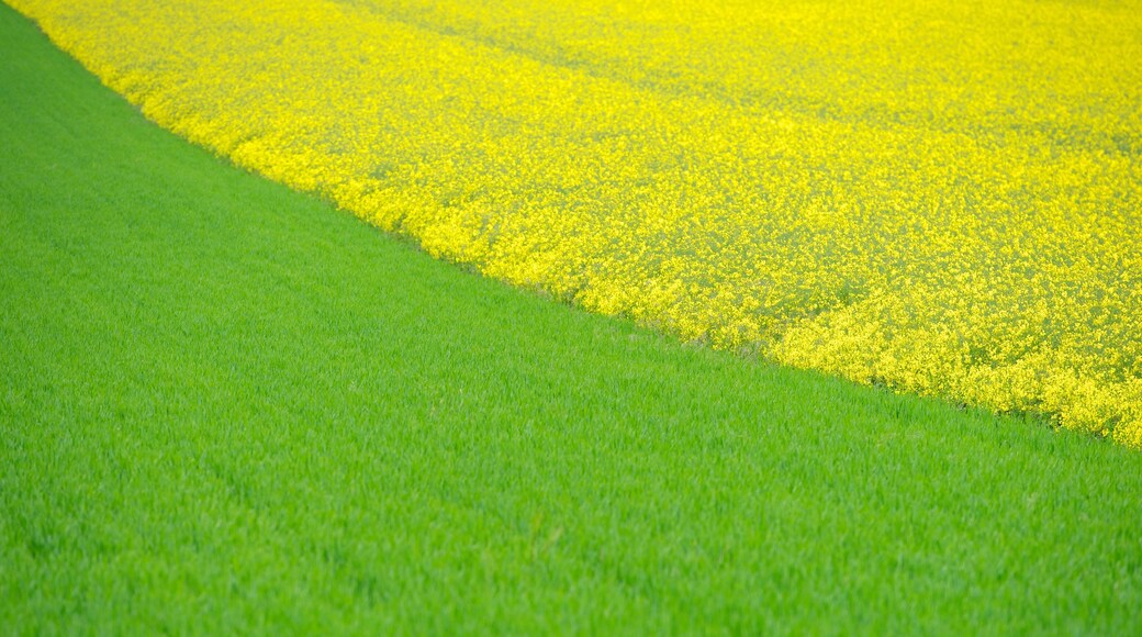 Villers-Bretonneux which includes farmland, tranquil scenes and flowers