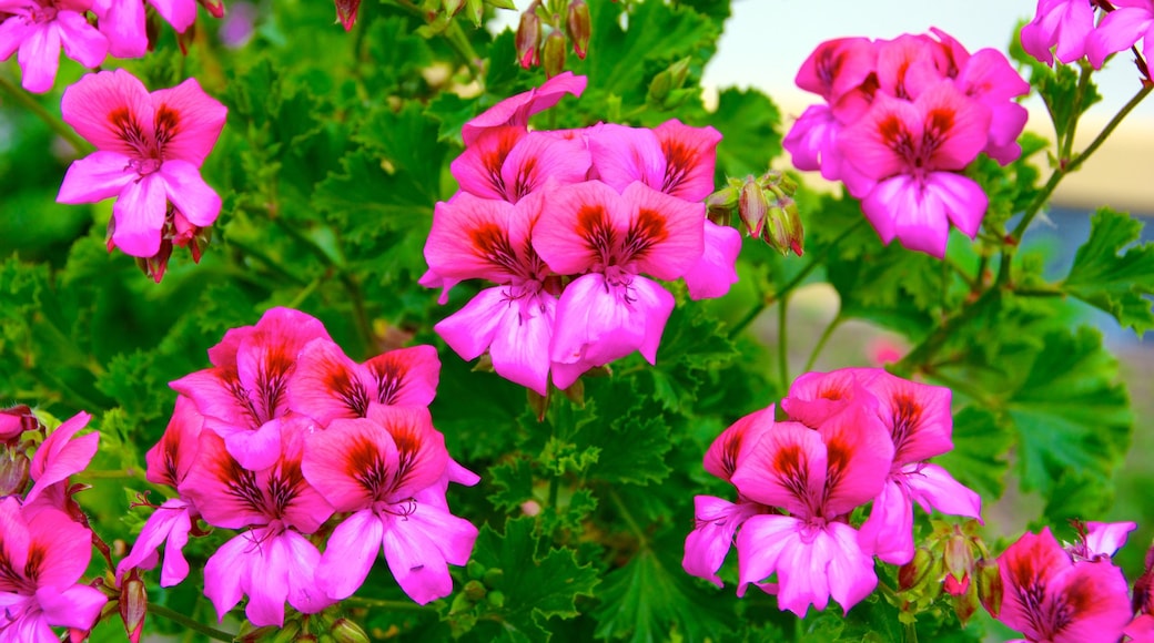 Palmengarten og byder på vilde blomster, en have og blomster