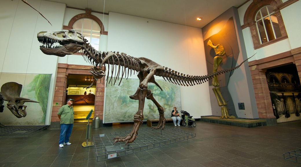 Museo Senckenberg ofreciendo vistas interiores y también un hombre