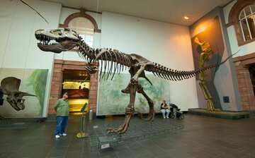 ゼンケンベルク博物館 フランクフルト エクスペディア ゼンケンベルク博物館 フランクフルト エクスペディア