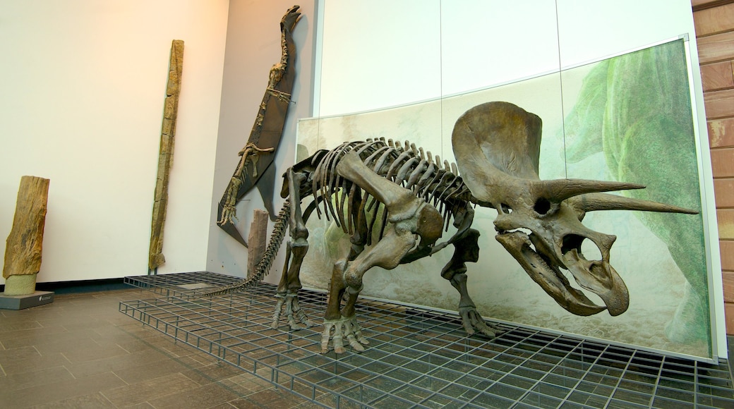 Museo Senckenberg que incluye vistas de interior