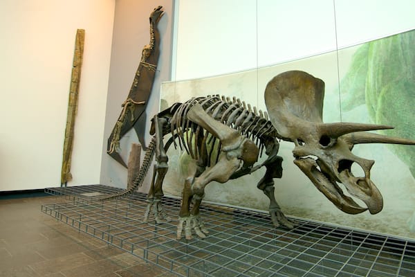 Naturmuseum Senckenberg welches beinhaltet Innenansichten