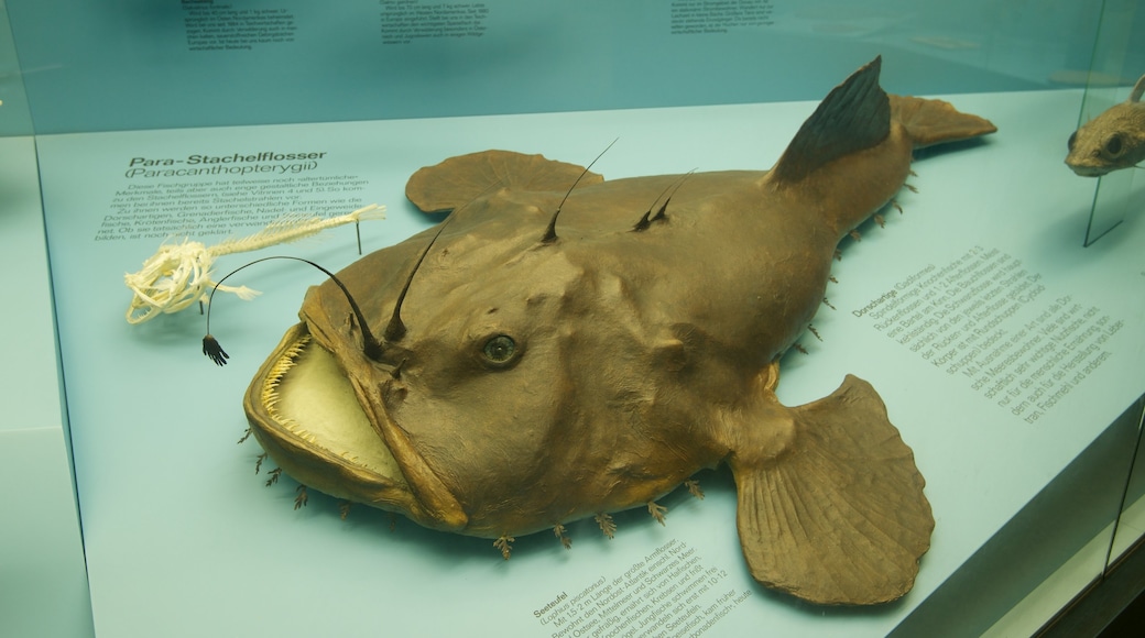 Senckenberg Museum showing interior views