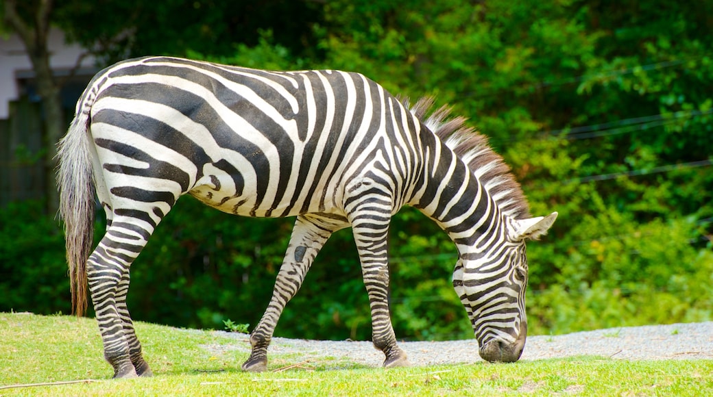 Zoo Tennoji mostrando animales terrestres y animales del zoológico