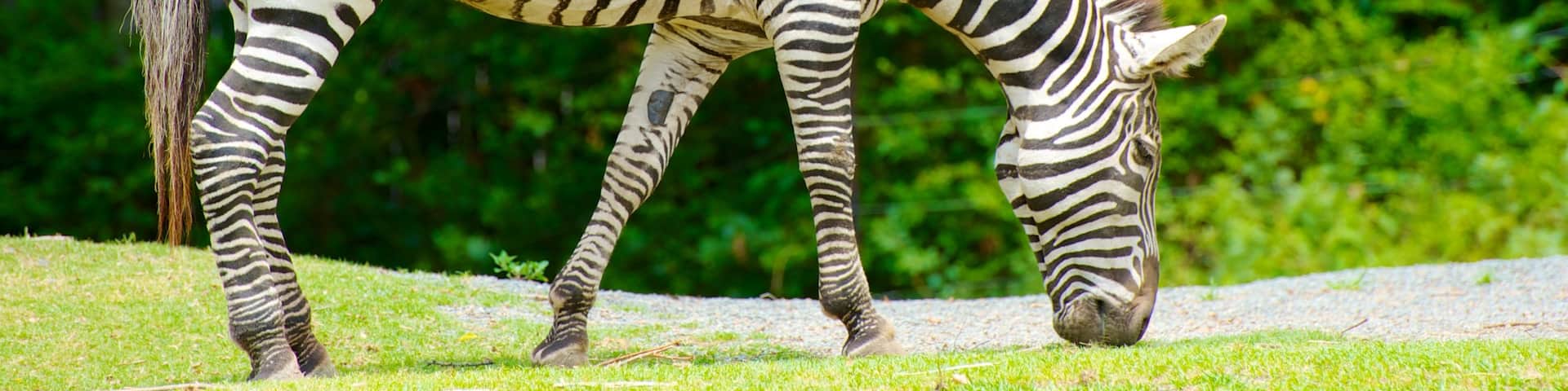 Zoo de Tennoji qui includes animaux de zoo et animaux terrestres