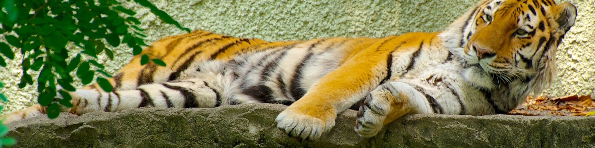 Tennoji Zoo which includes dangerous animals, zoo animals and land animals