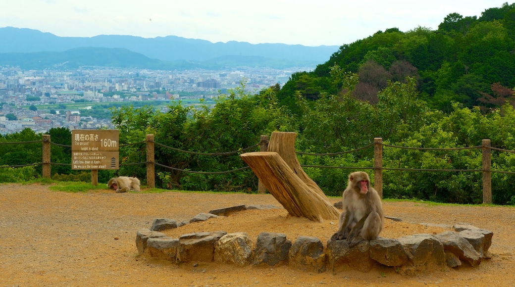 Parque de los monos de Arashiyama que incluye animales del zoológico, un jardín y animales